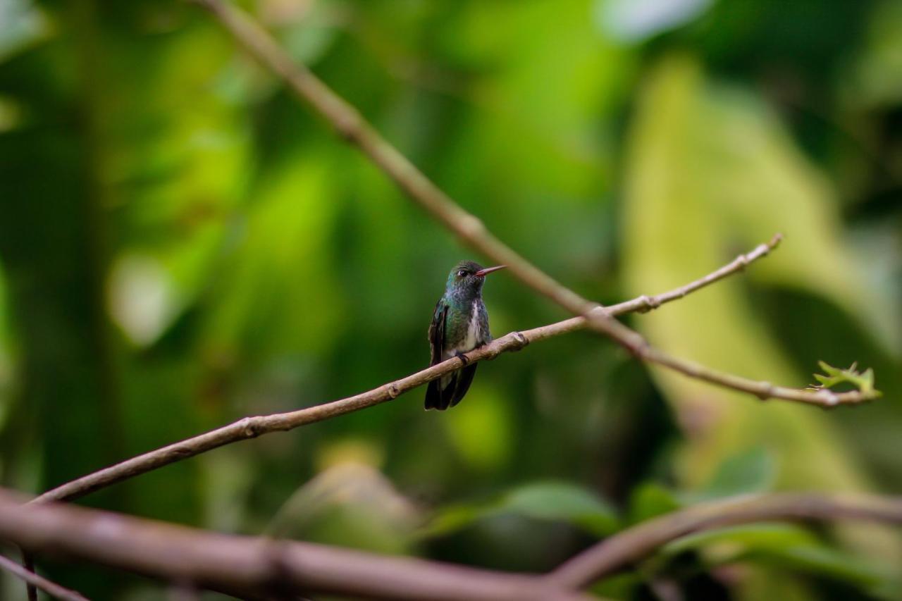 Couleur Locale Paramaribo Lejlighed Eksteriør billede