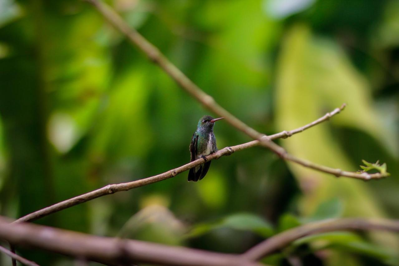 Couleur Locale Paramaribo Eksteriør billede